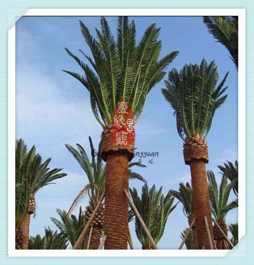 广州仿真植物仿真海藻树