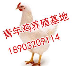 罗曼粉,罗曼粉青年鸡,罗曼粉鸡