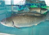 Ӧ(15-20cm)