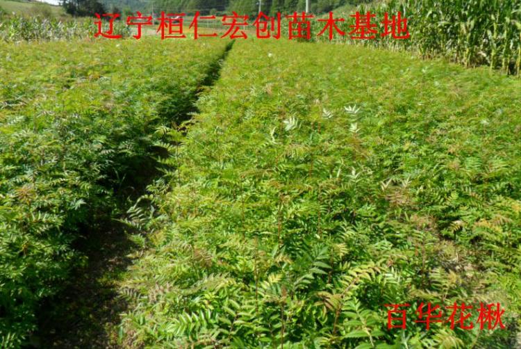 С硢鱵ءٻС硢