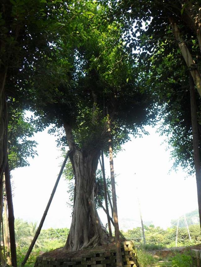 福建小叶榕街景树