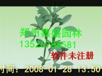 ʢ԰ֹӦ-֣ϻޣ ֣ϻޣ