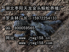 ֳ֩-ֳ15972254133