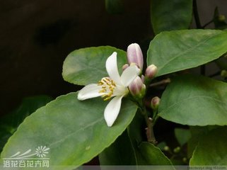 ڣԲȡ