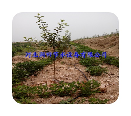 ҴӦСܳ ۸ʵݡ־