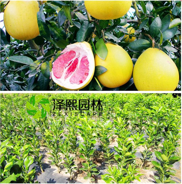 泽熙供应红心泡果树苗批发