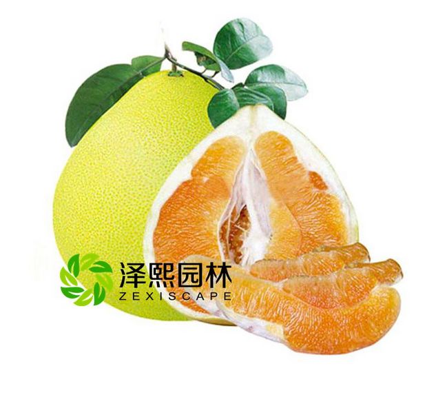 泽熙园林供应黄金蜜柚柚苗果树苗批发