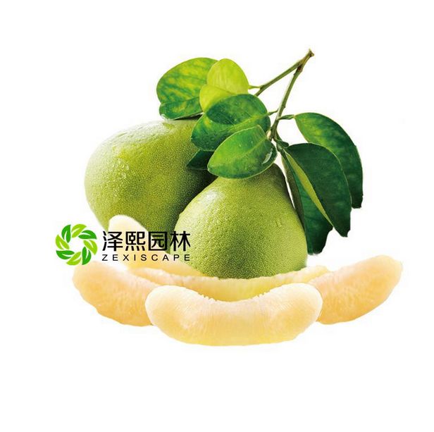泽熙供应白心蜜柚文旦果树果苗批发