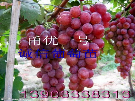 һ ޷ѿ