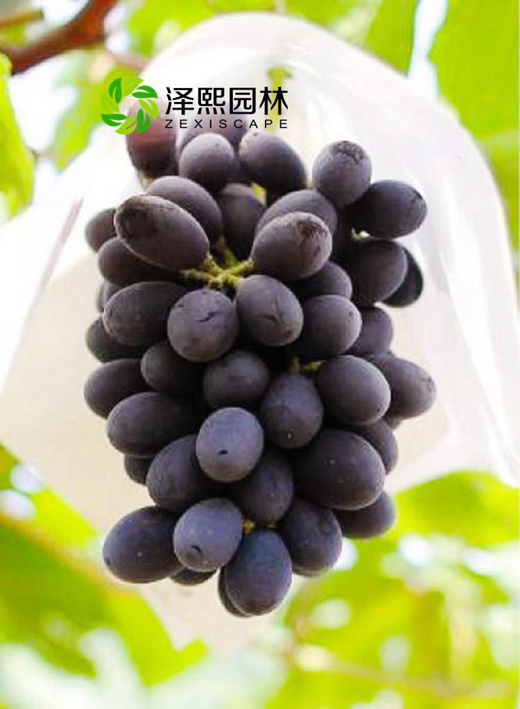 ƷӦڰ޽