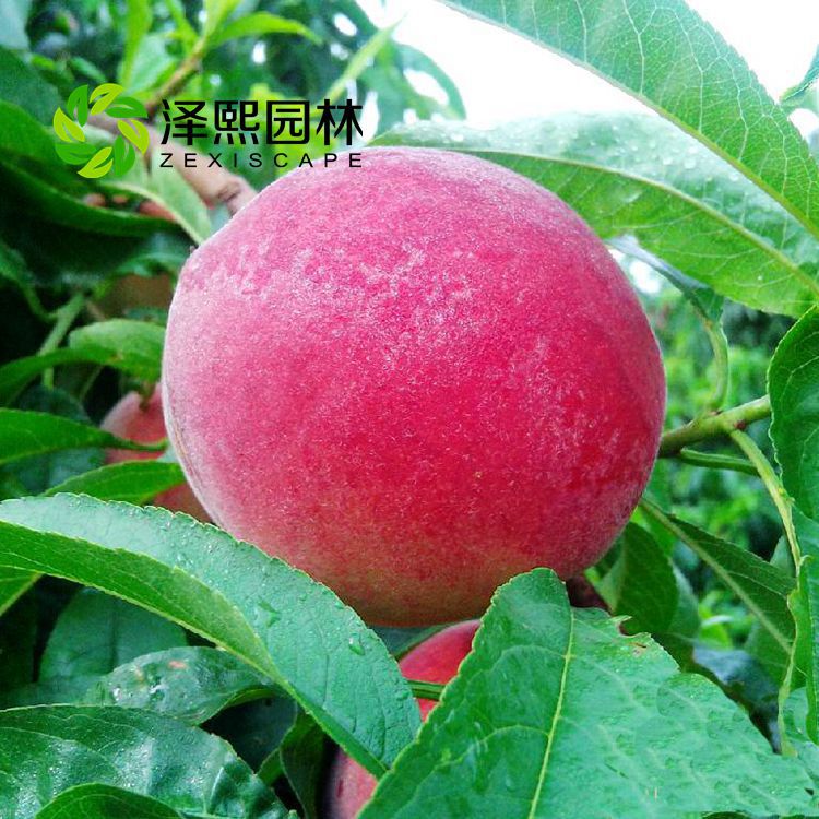 Ӧ2޽