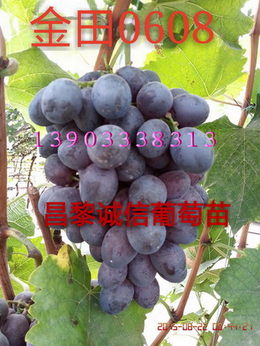 0608 0608۸