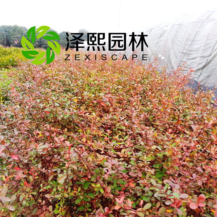 泽熙供应火棘果苗嫁接果树苗批发