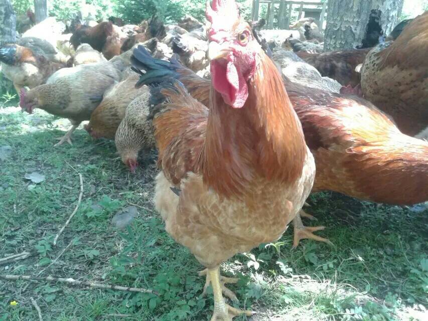 ũɢ鼦