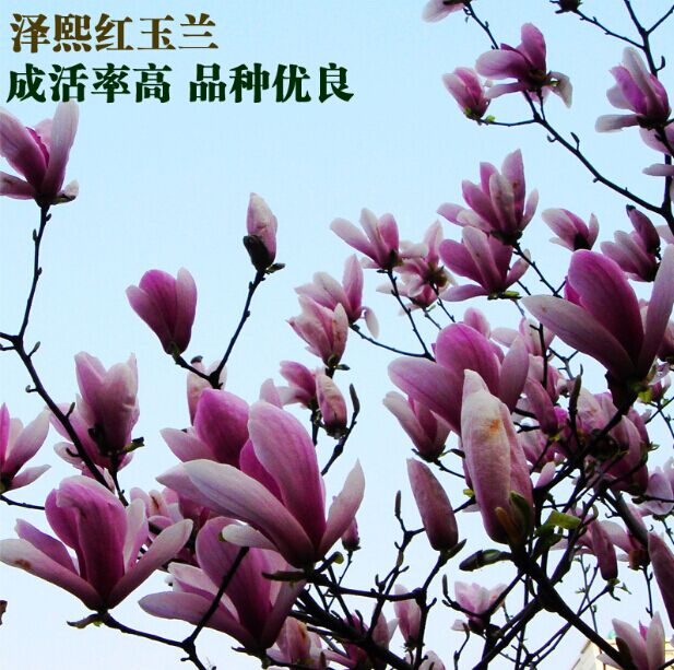 Ӧ̻ľ