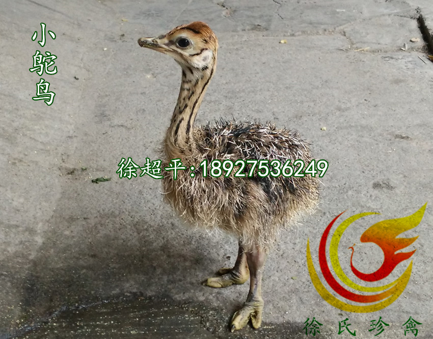 㶫,㶫籨