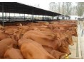 肉牛养殖场小牛犊价格
