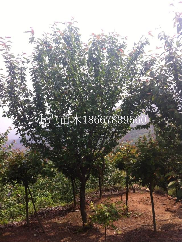 大小规格樱花,大小规格红枫