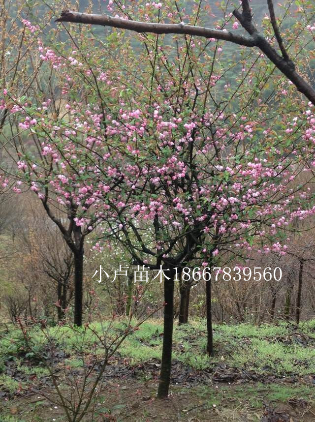 大小规格海棠,大小规格樱花