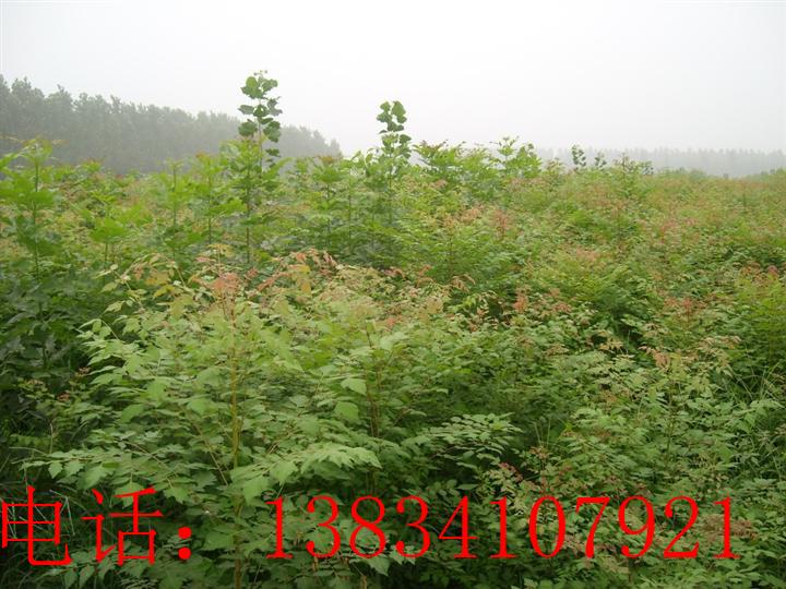  2ֱС С