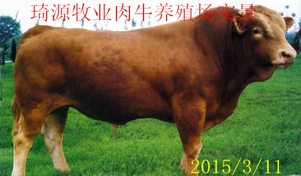 ³ţСţ