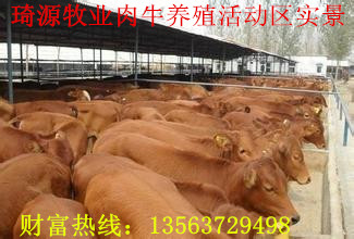 ţгǶǮ