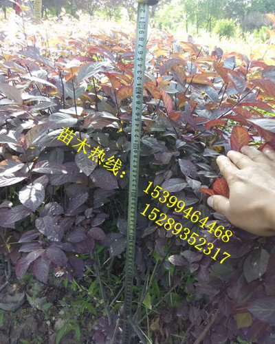 ҶľءӪҶ