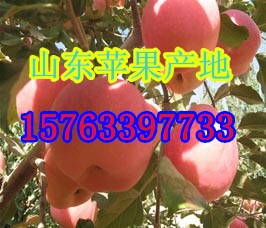 ɽϼƻ۸ϼ츻ʿƻ۸