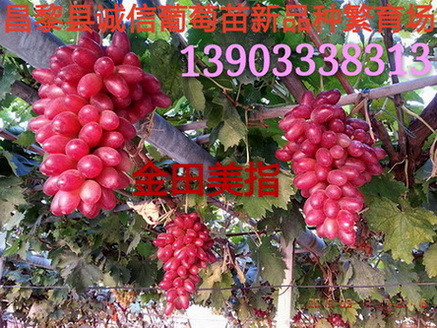 Ǯһ 2015-2016۸