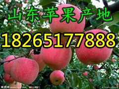 ɽ츻ʿƻǮ