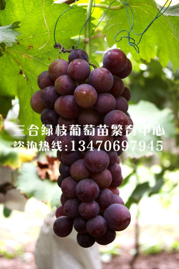 -֦