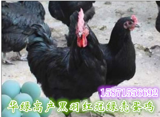 ̿ǵҹӦƷֶ࣬ɻʸ