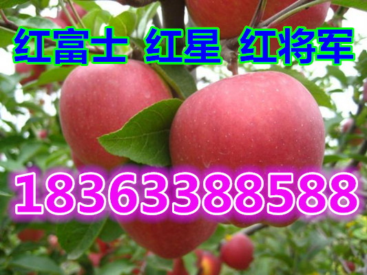 ɽ츻ʿƻг۸»