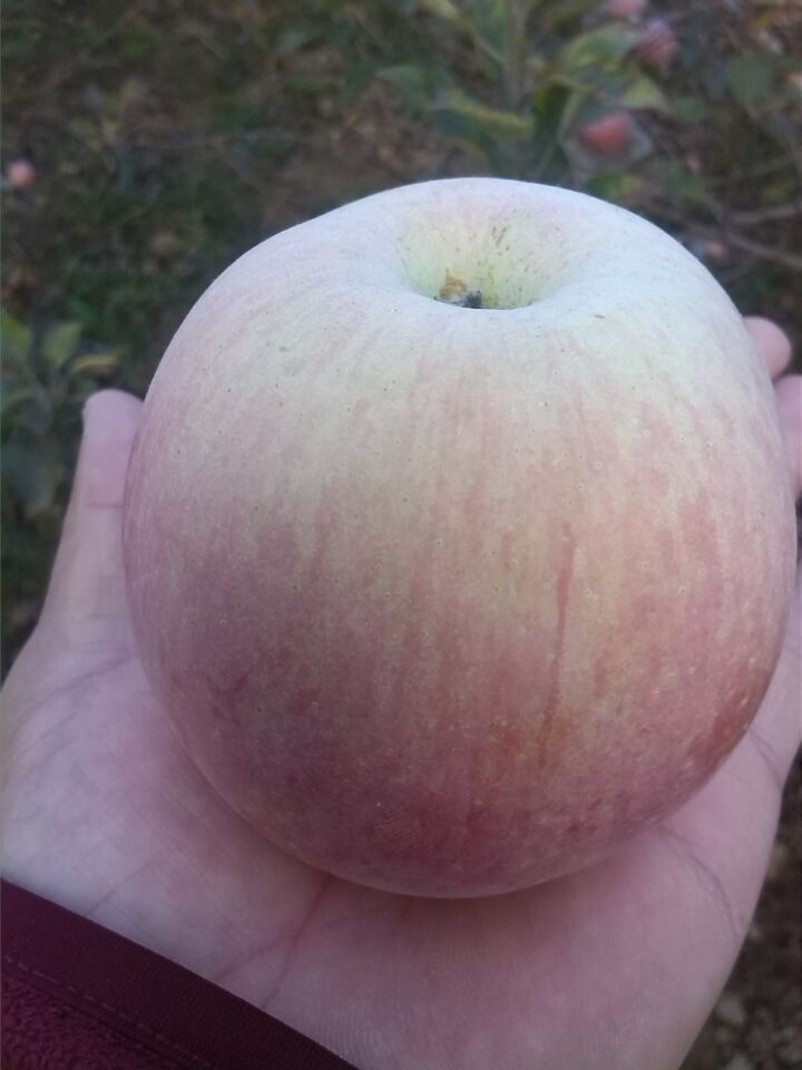 츻ʿ۸츻ʿƻ۸