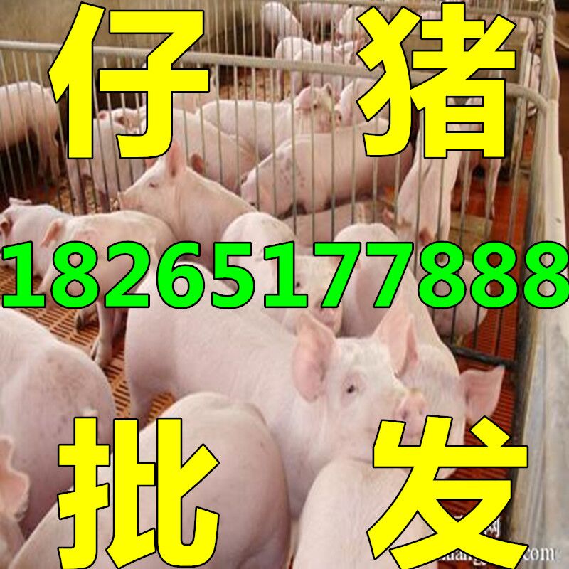 山东三元猪仔猪苗产地报价