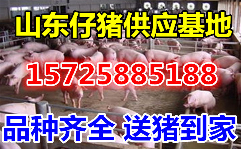 ɽг繩Ӧ