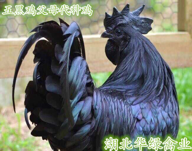 ̿ǵֳ̿ǵгǰ