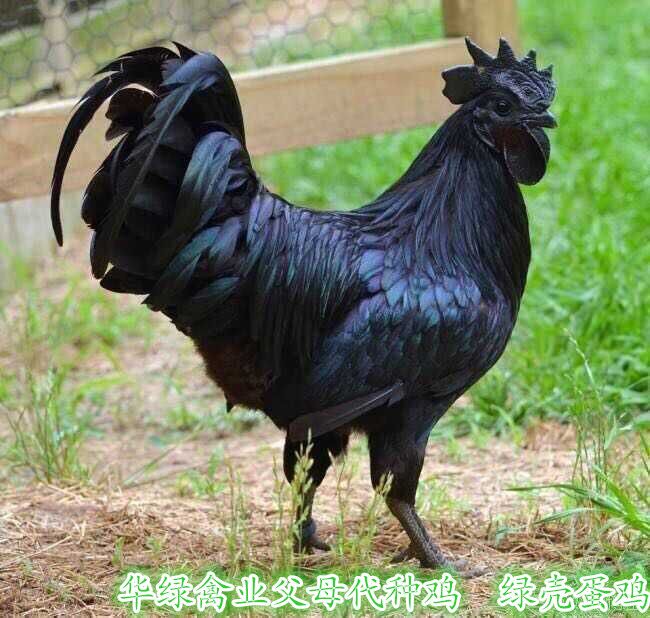 ۴̿ǵһ̼ڹǼڼڼ鼦