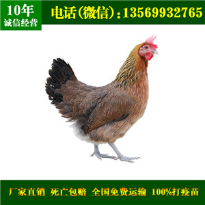 青脚麻鸡成年鸡
