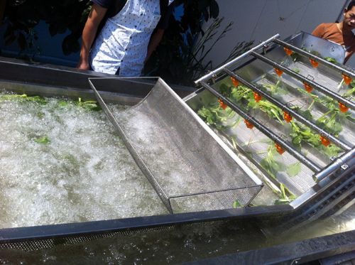 气泡式全自动菠菜清洗机诸城旭鑫