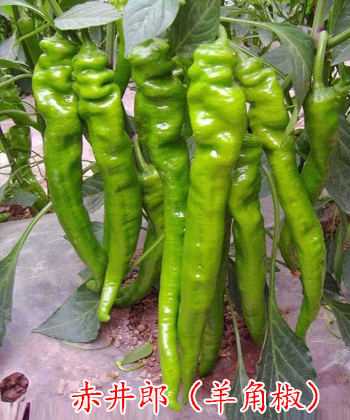 ྮǽƷ