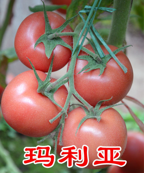 Խ ͸·