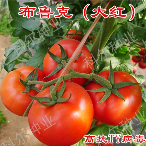 ³˴ ƶҵӦ
