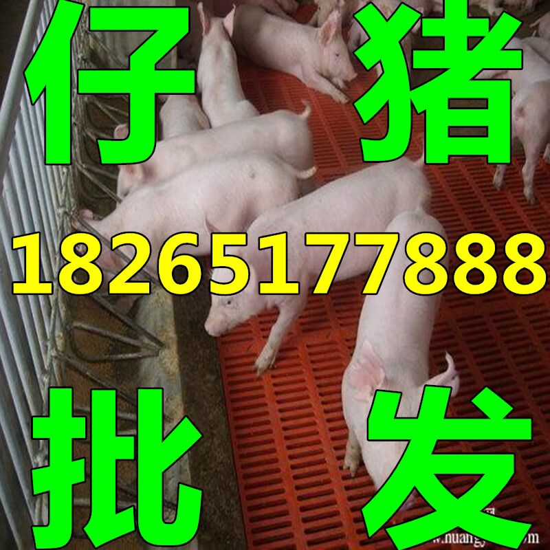 㶫Ԫ¼۸