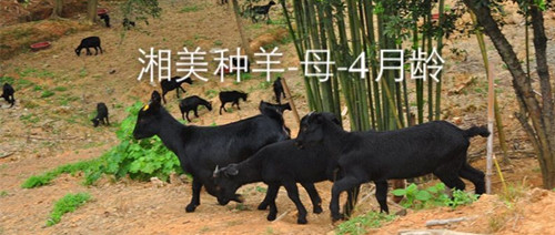 湘美黑山羊耳标编号,放心引种