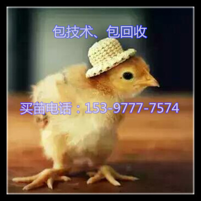 Թ㼦