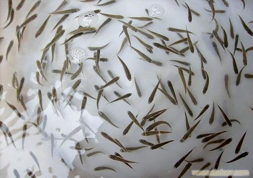 缰Ʒ㣬缰Ʒ ˮ޹˾