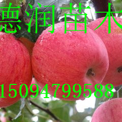 *8ƻ۸ ̩*8ƻ