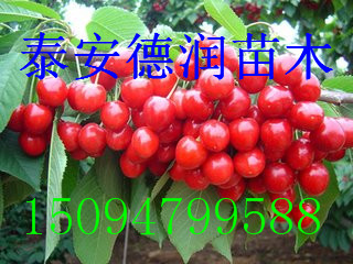 ӣ༼Ʒֺ  糵