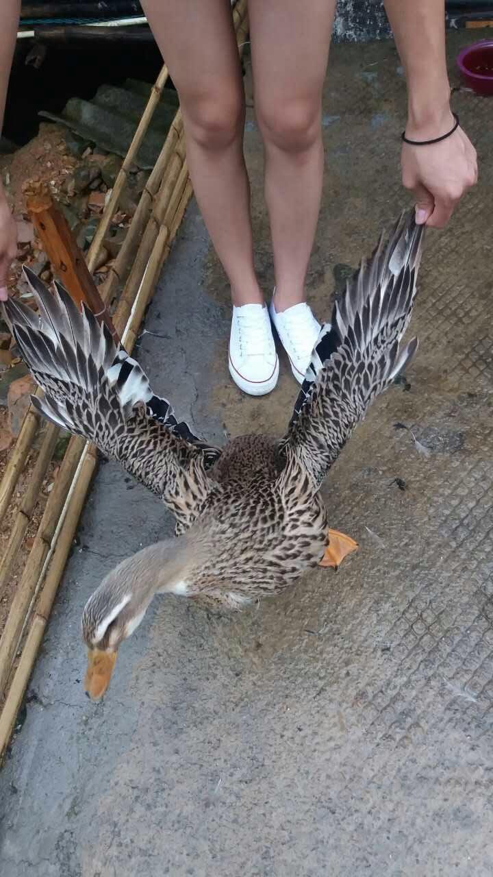 Զ̬ѼлѼ